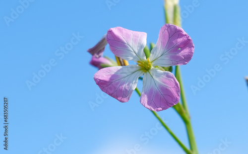 Close-up of a flower in bloom in summer. Colourful, bright and bee-friendly in the gardens and fields of Bavaria.