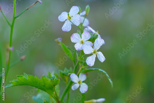 Close-up of a flower in bloom in summer. Colourful, bright and bee-friendly in the gardens and fields of Bavaria.