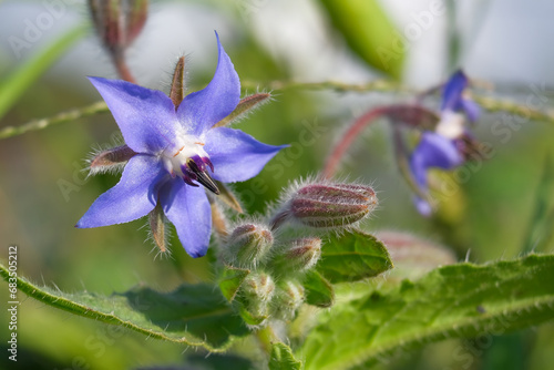 Close-up of a flower in bloom in summer. Colourful, bright and bee-friendly in the gardens and fields of Bavaria.