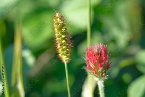 Close-up of a flower in bloom in summer. Colourful, bright and bee-friendly in the gardens and fields of Bavaria.
