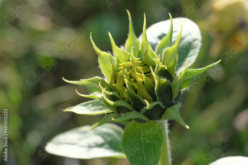 Close-up of a flower in bloom in summer. Colourful, bright and bee-friendly in the gardens and fields of Bavaria.