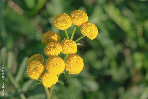 Close-up of a flower in bloom in summer. Colourful, bright and bee-friendly in the gardens and fields of Bavaria.