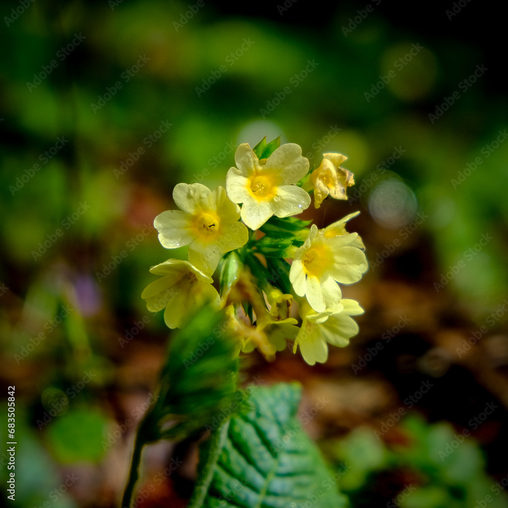 Close-up of a flower in bloom in summer. Colourful, bright and bee-friendly in the gardens and fields of Bavaria. Close-up of a flower in bloom in summer. Colourful, bright and bee-friendly in the gardens and fields of Bavaria.