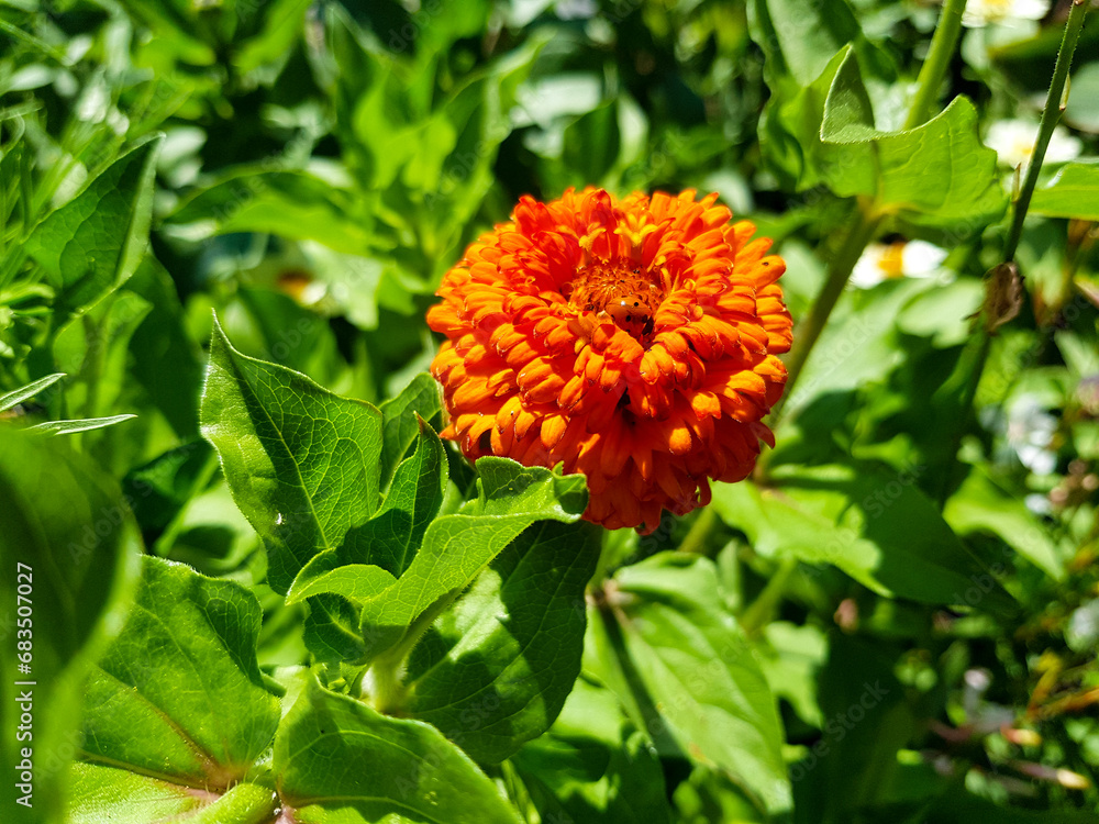 Close-up of a flower in bloom in summer. Colourful, bright and bee-friendly in the gardens and fields of Bavaria. Close-up of a flower in bloom in summer. Colourful, bright and bee-friendly in the gardens and fields of Bavaria.
