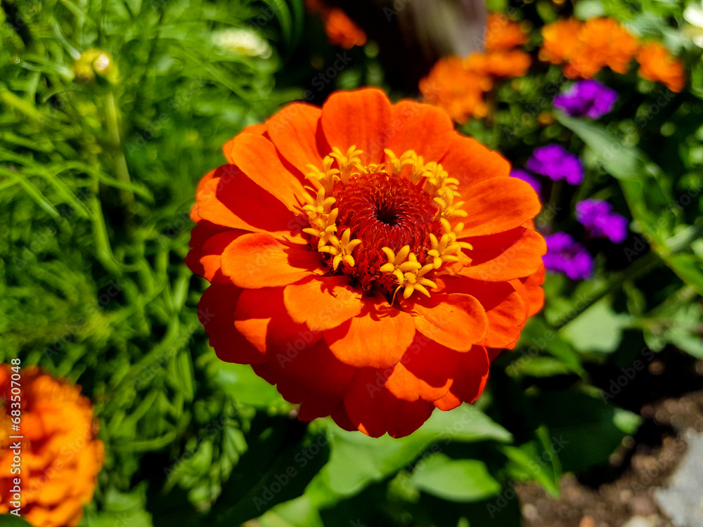 Close-up of a flower in bloom in summer. Colourful, bright and bee-friendly in the gardens and fields of Bavaria. Close-up of a flower in bloom in summer. Colourful, bright and bee-friendly in the gardens and fields of Bavaria.