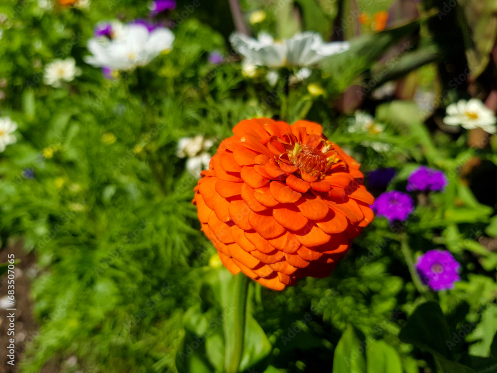 Close-up of a flower in bloom in summer. Colourful, bright and bee-friendly in the gardens and fields of Bavaria. Close-up of a flower in bloom in summer. Colourful, bright and bee-friendly in the gardens and fields of Bavaria.