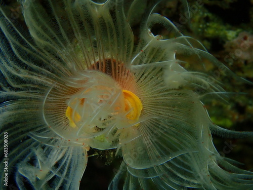 Polychaeta Smooth tubeworm or red-spotted horseshoe (Protula tubularia) extreme close-up undersea, Aegean Sea, Greece, Halkidiki
 photo