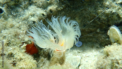 Polychaeta Smooth tubeworm or red-spotted horseshoe (Protula tubularia) extreme close-up undersea, Aegean Sea, Greece, Halkidiki 