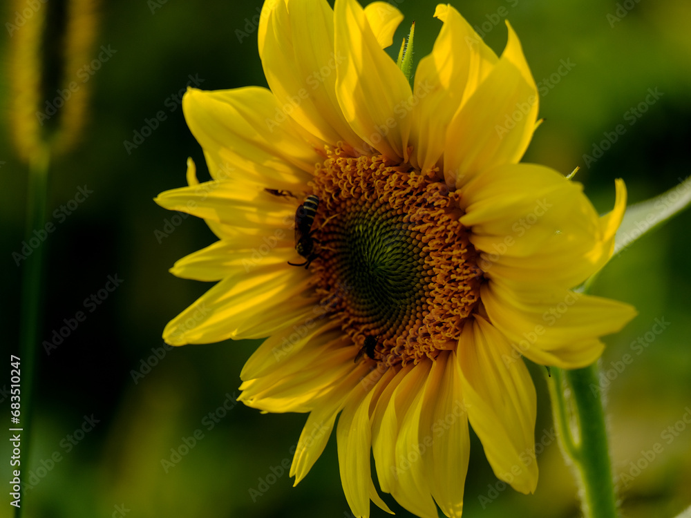 Fototapeta premium Close-up of a flower in bloom in summer. Colourful, bright and bee-friendly in the gardens and fields of Bavaria.
