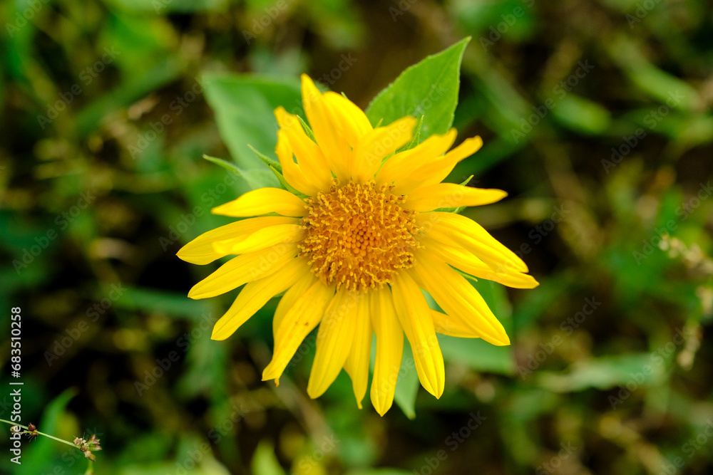 Close-up of a flower in bloom in summer. Colourful, bright and bee-friendly in the gardens and fields of Bavaria. Close-up of a flower in bloom in summer. Colourful, bright and bee-friendly in the gardens and fields of Bavaria.