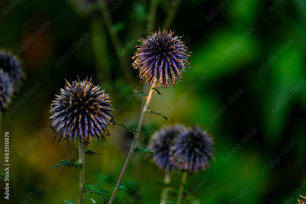 Close-up of a flower in bloom in summer. Colourful, bright and bee-friendly in the gardens and fields of Bavaria. Close-up of a flower in bloom in summer. Colourful, bright and bee-friendly in the gardens and fields of Bavaria.