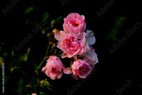 Close-up of a flower in bloom in summer. Colourful  bright and bee-friendly in the gardens and fields of Bavaria.