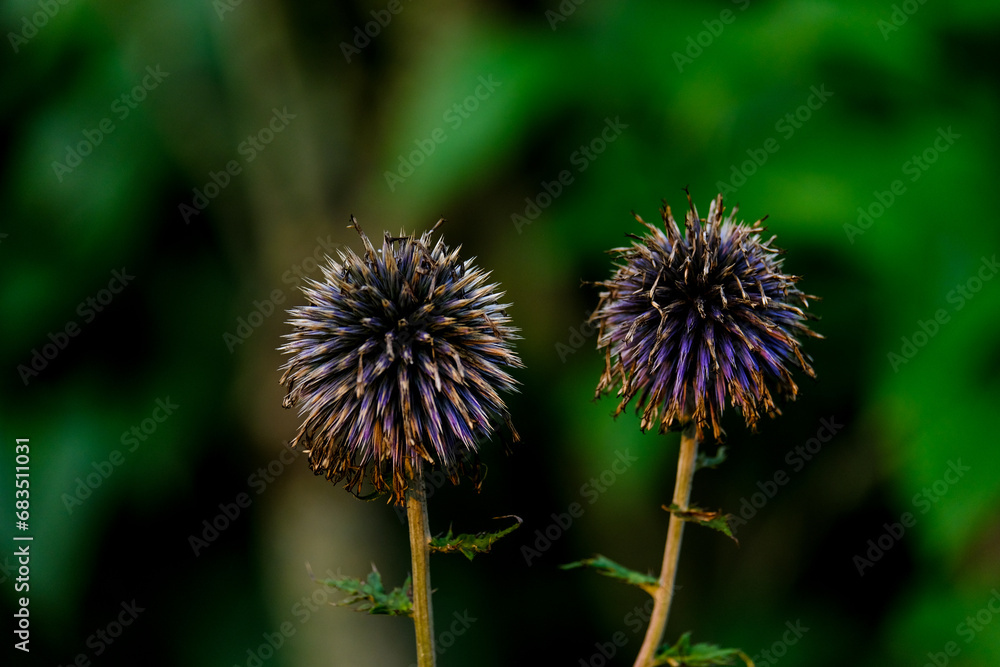 Close-up of a flower in bloom in summer. Colourful, bright and bee-friendly in the gardens and fields of Bavaria.
