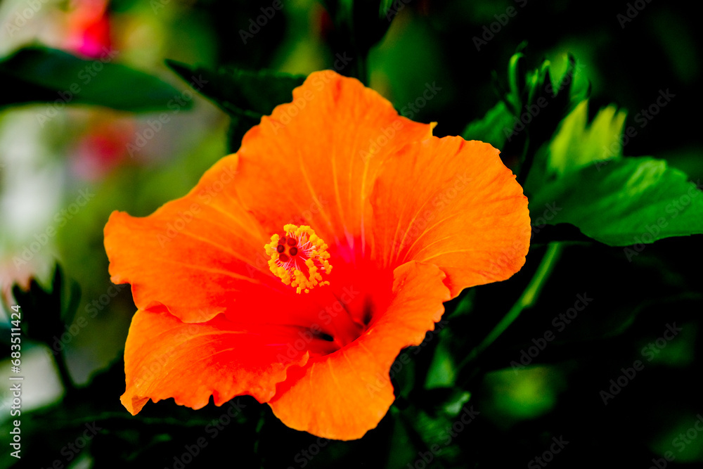 Close-up of a flower in bloom in summer. Colourful, bright and bee-friendly in the gardens and fields of Bavaria. Close-up of a flower in bloom in summer. Colourful, bright and bee-friendly in the gardens and fields of Bavaria.
