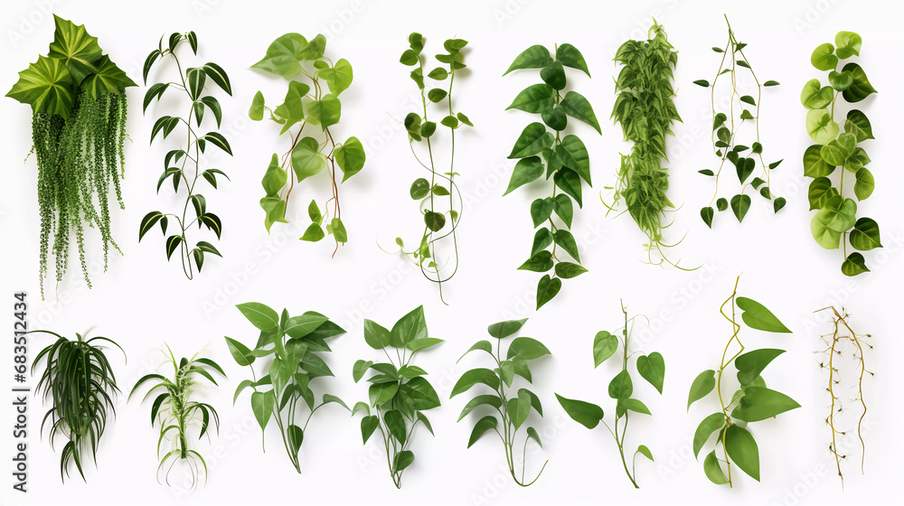 Hyper realistic ten different creeper plants isolated on a white background - obrazy, fototapety, plakaty 
