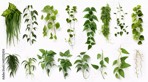 Fotografia Hyper realistic ten different creeper plants isolated on a white background