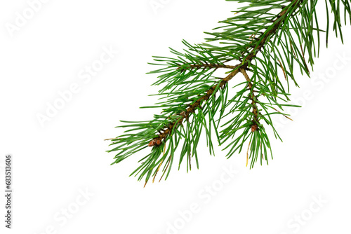 spring pine on a white isolated background