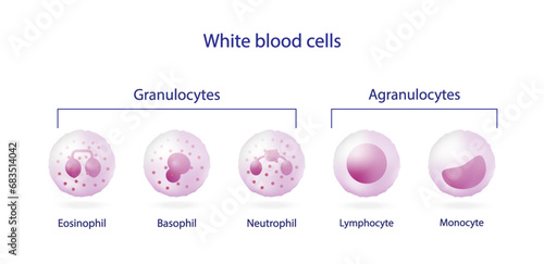 White blood cells types, Leukocytes. Vector illustration including Lymphocyte, Monocyte, Eosinophil, Basophil, Neutrophil protect the body from infections. Vector illustration.