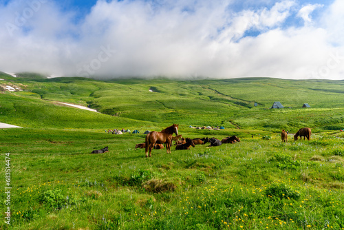 Schilderij op canvas Horses in the Alpine mountains with mountains, green grassy meadows in springtime