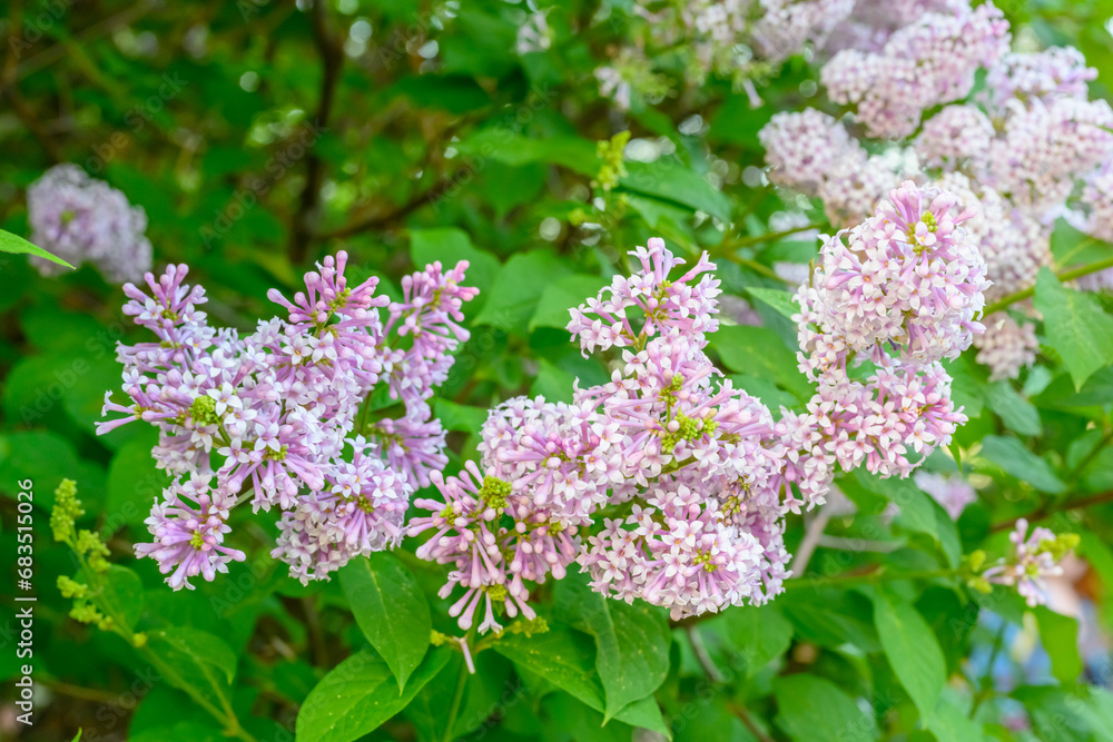 Blooming spring flowers. Beautiful flowering flowers of lilac tree. Spring concept. The branches of lilac on a tree in a garden. Blooming spring flowers. Beautiful flowering flowers of lilac tree. Spring concept. The branches of lilac on a tree in a garden.