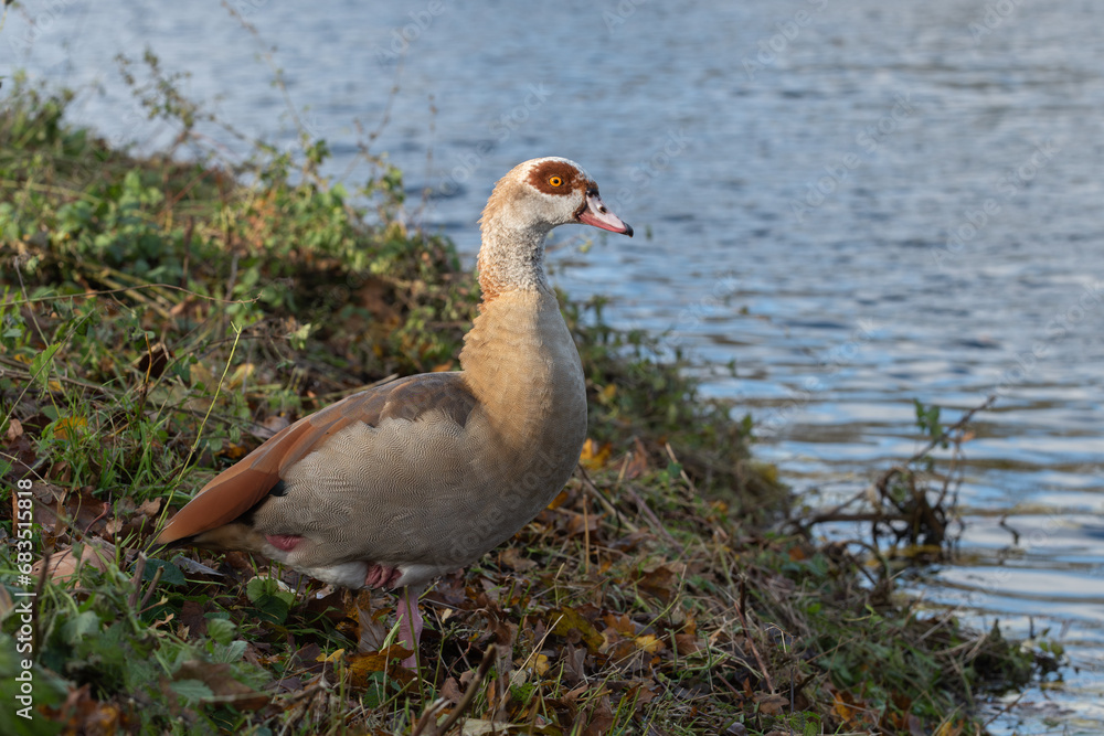 Beautiful adult Nile goose (Alopochen aegyptiaca)  standing on one leg on the shore of a pond