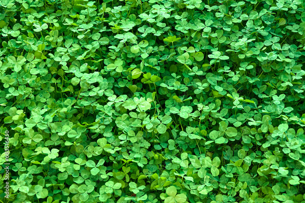 Clover view on top. Carpet of natural clover. Natural grass background Clover view on top. Carpet of natural clover. Natural grass background