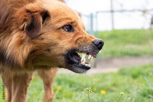 Aggressive dog barks, baring teeth. Dangerous Angry Dog photo
