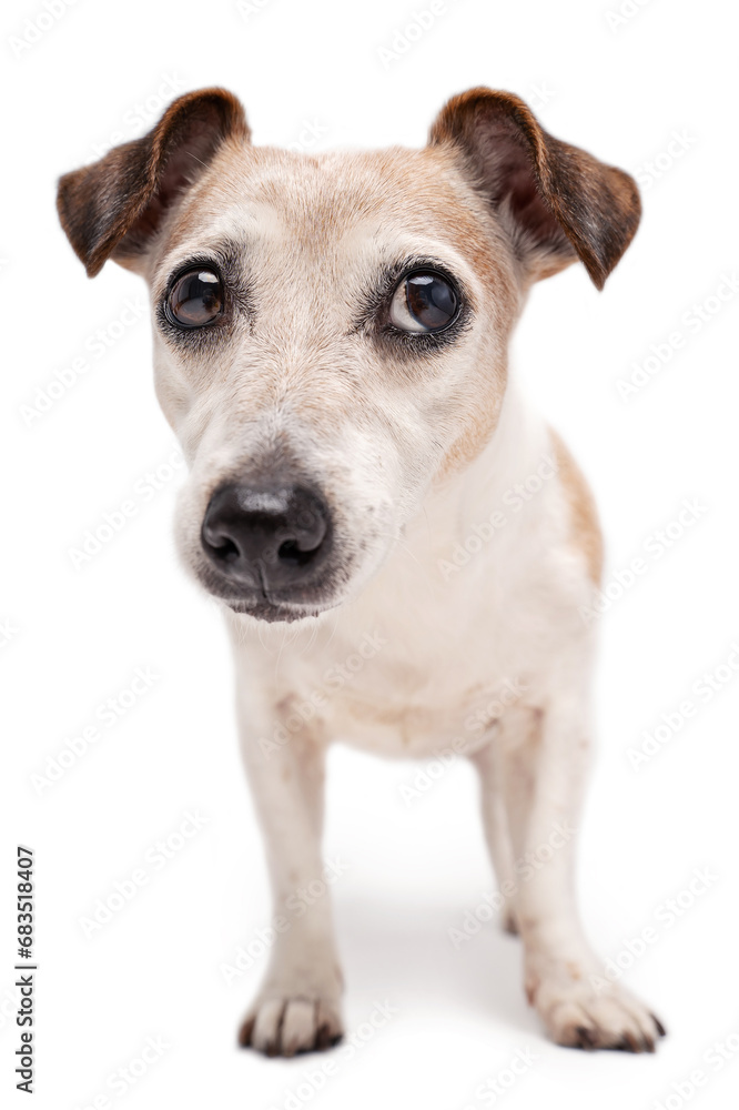Cute small dog looking suspiciously with distrust aside. confused surprised cute eyes. Senior dog Jack Russell terrier on white background Cute small dog looking suspiciously with distrust aside. confused surprised cute eyes. Senior dog Jack Russell terrier on white background