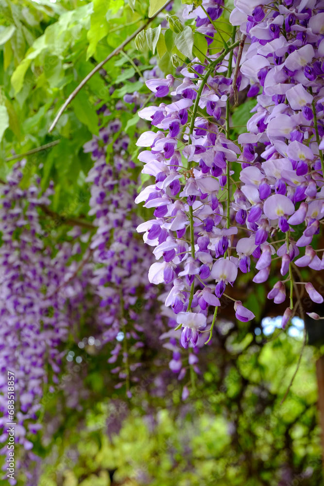 Fototapeta premium 鳥羽水質保全センターの藤の花