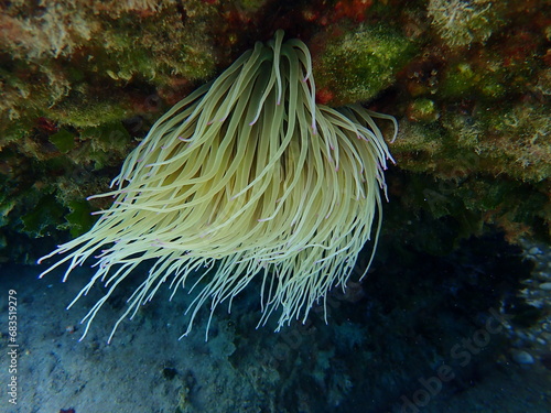 Snakelocks anemone or opelet anemone (Anemonia viridis) undersea, Aegean Sea, Greece, Halkidiki photo