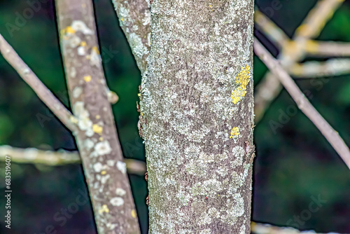 Closeup of a pawpaw tree or Asimina triloba bark. photo
