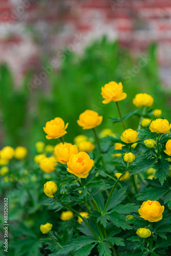Bright yellow flowers (Trollius europaeus) on the background of a red brick wall on a summer day.