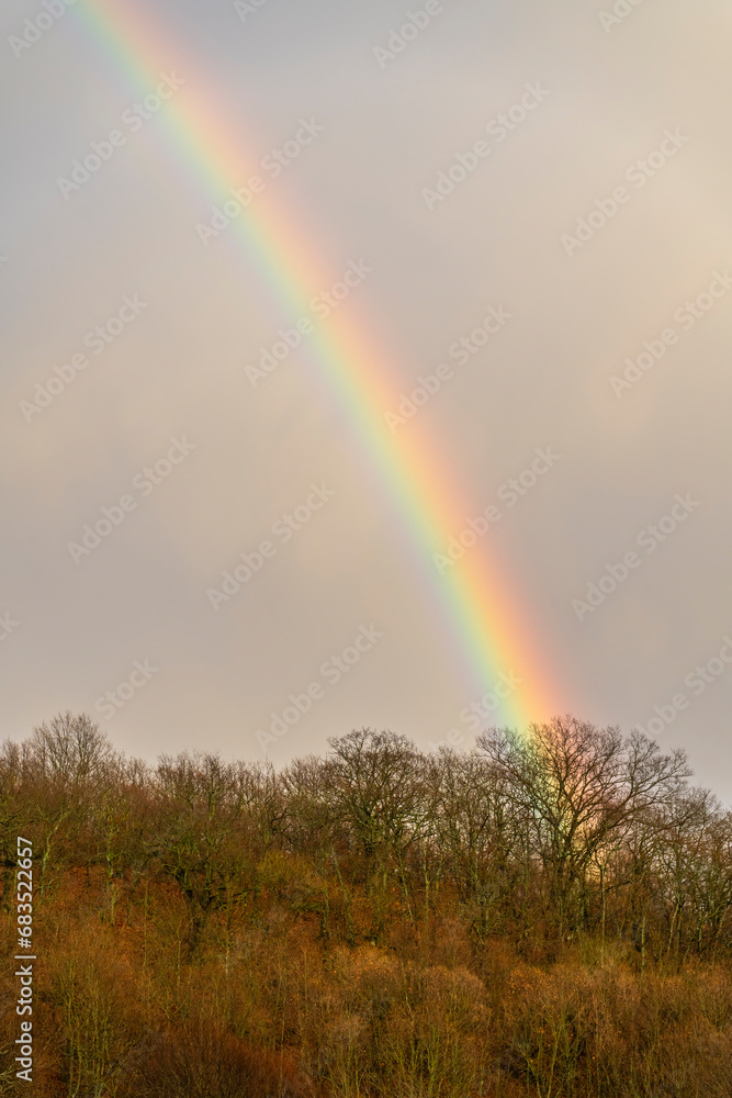 colorful rainbow appearing on the trees