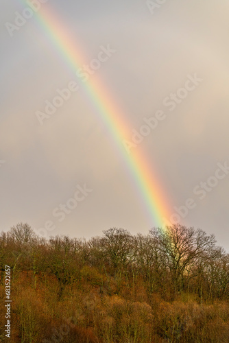 colorful rainbow appearing on the trees