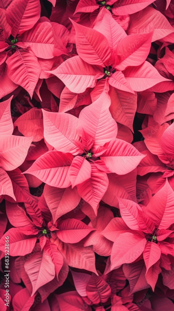 Background made of a red poinsettia flowers.