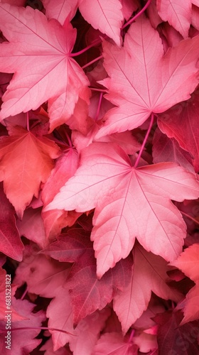 Autumn leaves in red hues.