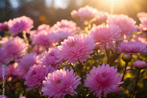 Morning Glow  Stunning Pink Aster Blossoms in Soft Light