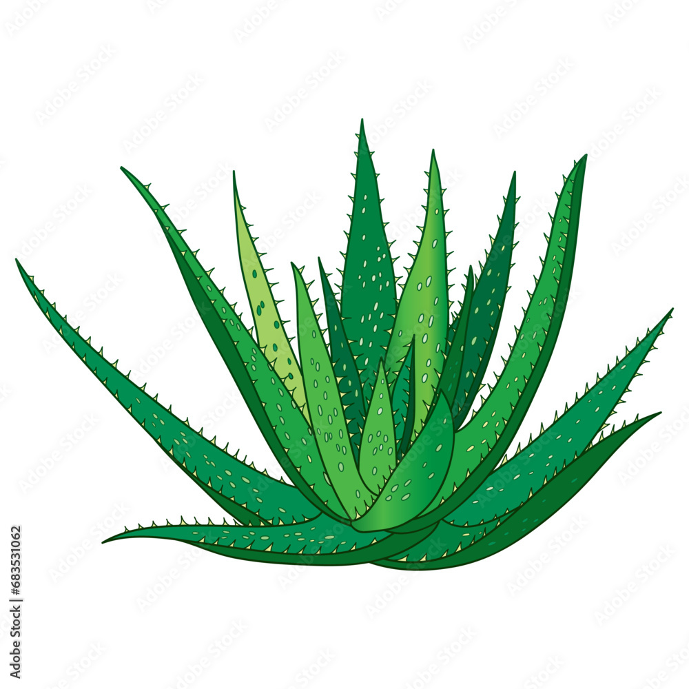 Outline Aloe vera with thick and fleshy leaf in green isolated on white background. Outline Aloe vera with thick and fleshy leaf in green isolated on white background.