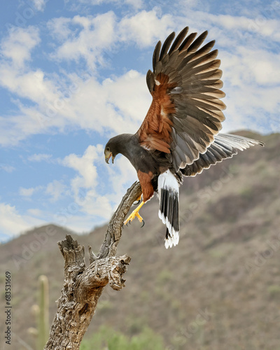 Harris's Hawk landing on a dead snag photo