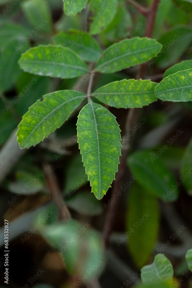 Green close up Brazilian pepper tree Green close up Brazilian pepper tree