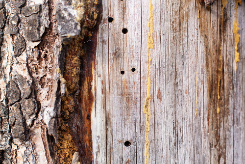 Lebensraum des Borkenkäfer. Schädling bohrt Löcher in Baum. Habitat of the bark beetle. Pest bores holes in trees.  photo