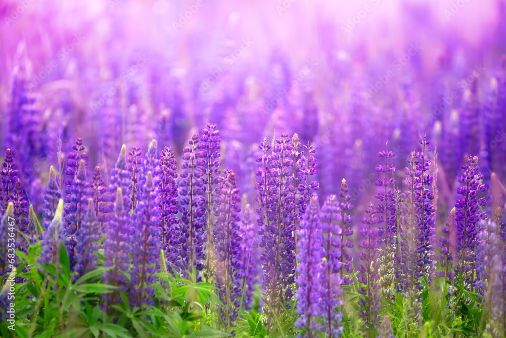 Naklejka premium Nature's Tapestry: Lupins Painting the Landscape with Lavender
