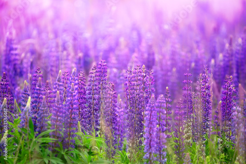 Nature's Tapestry: Lupins Painting the Landscape with Lavender