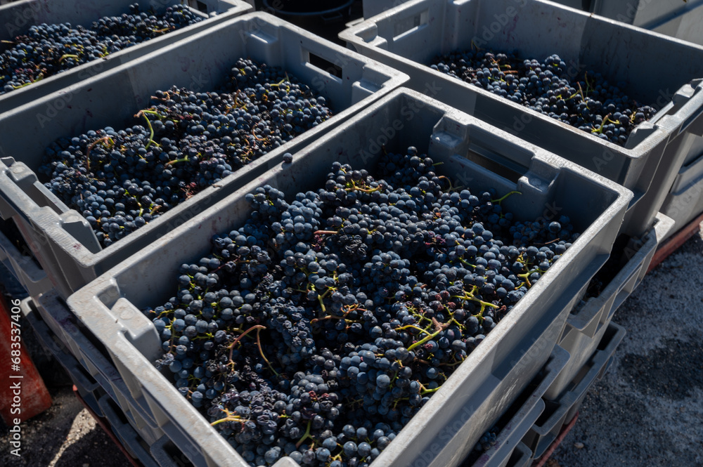 Plastic boxes with grapes, harvest works in Saint-Emilion wine making region on right bank of Bordeaux, picking, sorting with hands and crushing Merlot or Cabernet Sauvignon red wine grapes, France
