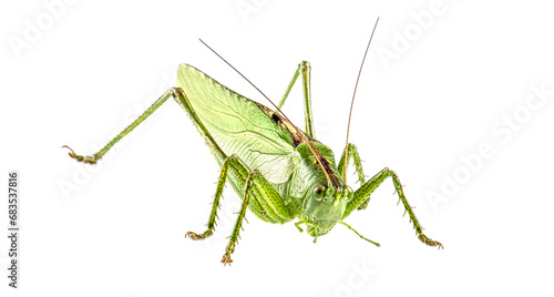 Insect Ballet: A Grasshopper's Elegant Pose