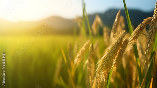 Paddy field landscape with ripening crops in autumn sunlight and yellow rice ears and rice bountiful harvest concept photo