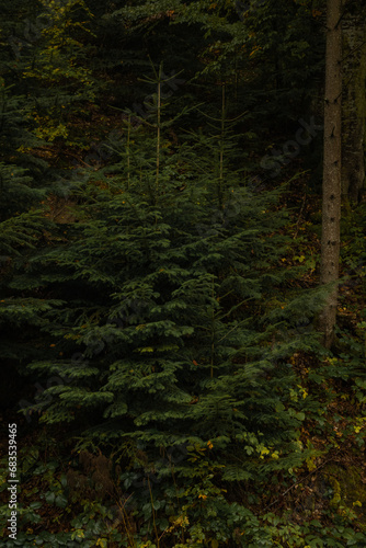 Autumn Rainy Forests, Slovakia, Europe