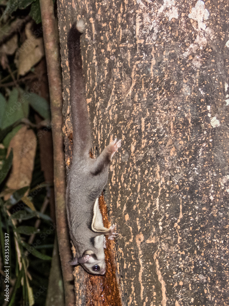 Sugar Glider in Queensland Australia Sugar Glider in Queensland Australia