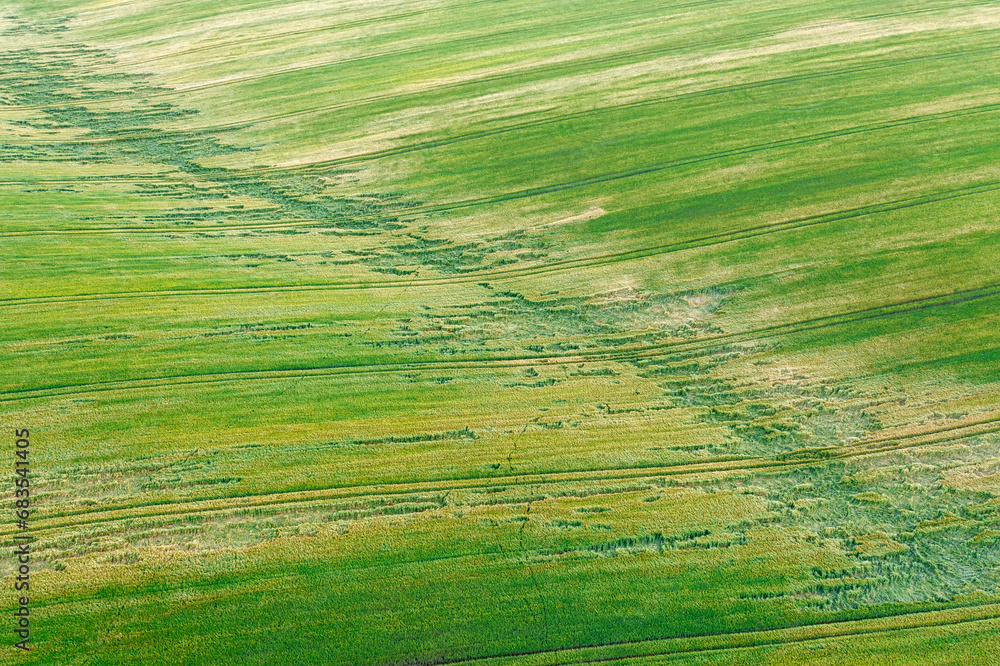 Nature's Resilience: Wheat Field Battered by Storm