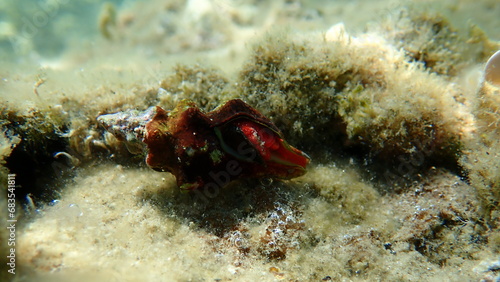 Sea snail Tarentine spindle snail (Tarantinaea lignaria) underwater, Aegean Sea, Greece, Halkidiki photo